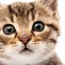 cat voice voice changer
