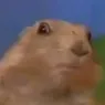 Dramatic chipmunk turn
